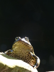 FZ008523 Marsh frog (Pelophylax ridibundus) on rock.jpg